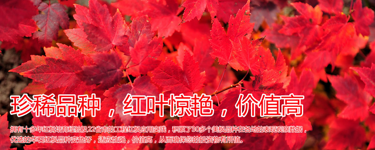 變色驚艷、品種稀缺、價(jià)值高