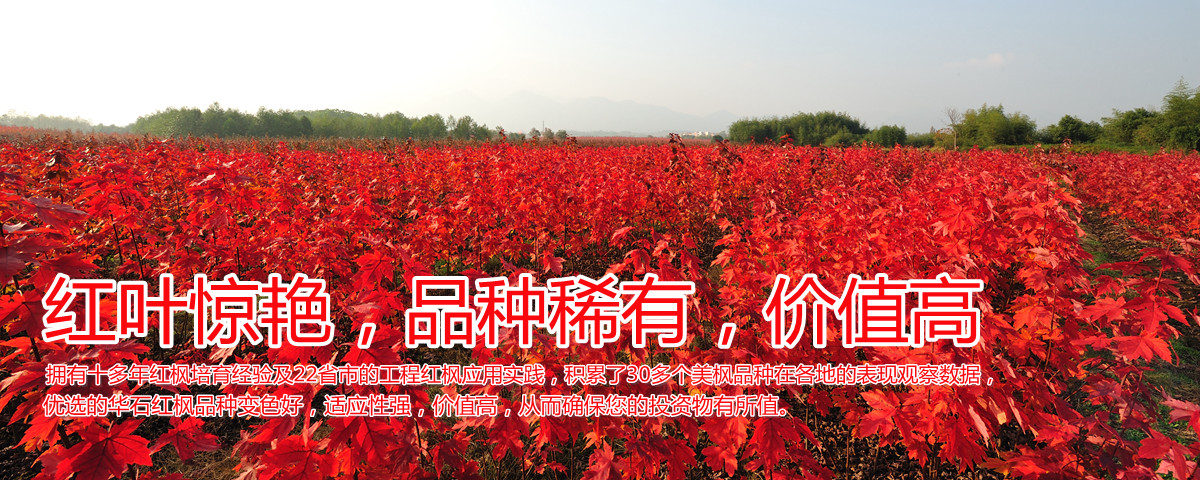 變色驚艷、品種稀缺、價(jià)值高