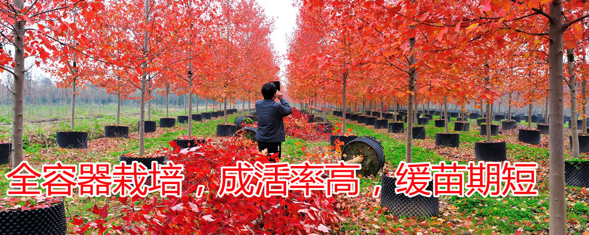 全程容器栽培，成活率高，緩苗期短
