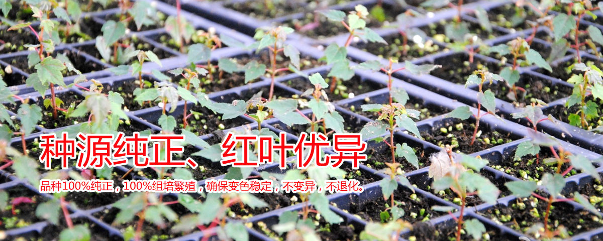 種源純正、表現(xiàn)優(yōu)異